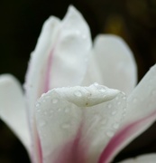 6th Apr 2016 - Wet magnolia