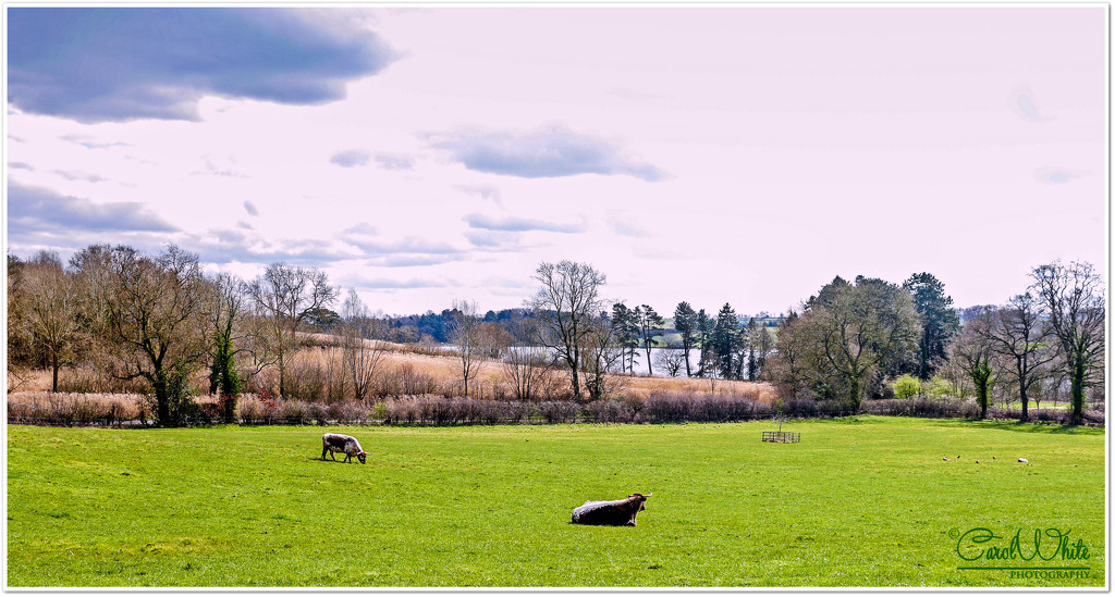 Ravensthorpe Reservoir From Coton Manor Gardens by carolmw