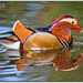 Mandarin Duck by carolmw