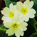 Primroses by fishers