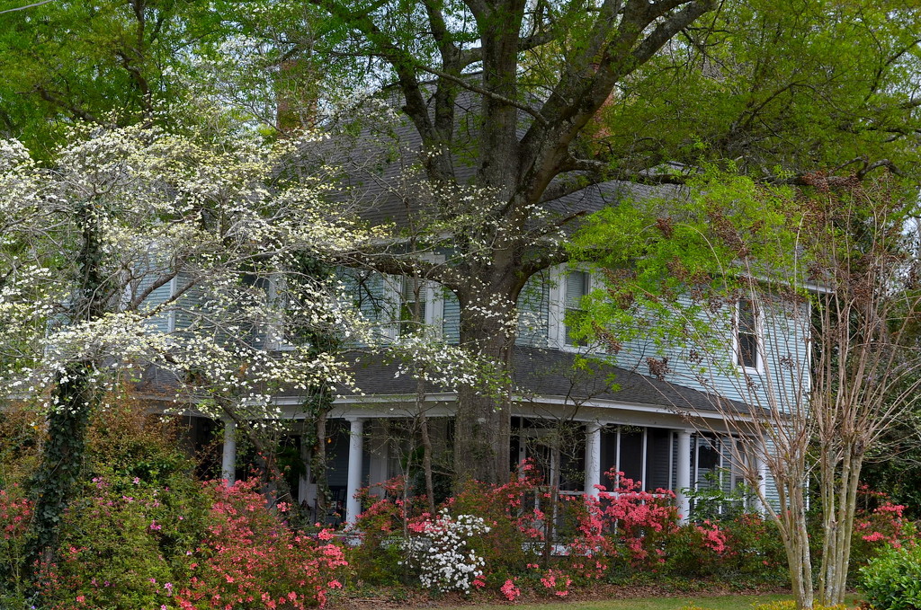 Old house, oak tree and the arrival of Spring by congaree