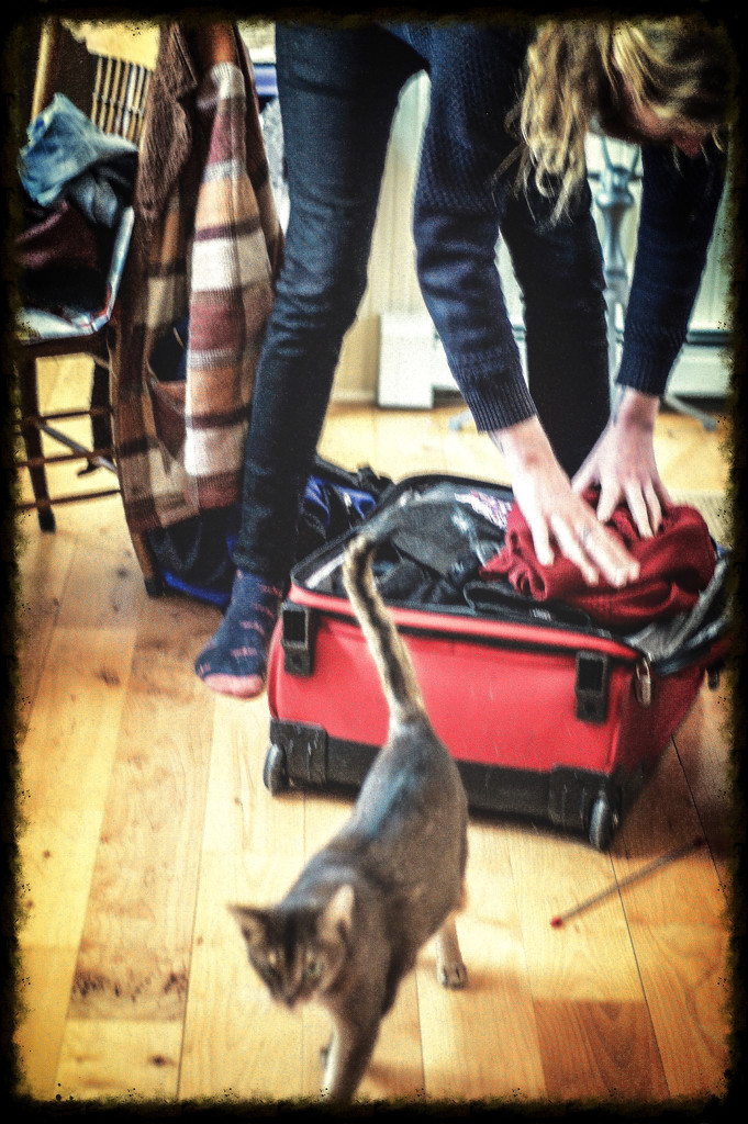 Packing with feline supervision... by berelaxed