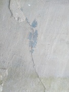 6th Apr 2016 - fossil in the patio