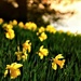 2016-04-06 semi-wild daffodils juste before sunset by mona65