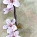 Ornamental cherry blossom by judithdeacon