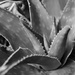 Aloe by salza