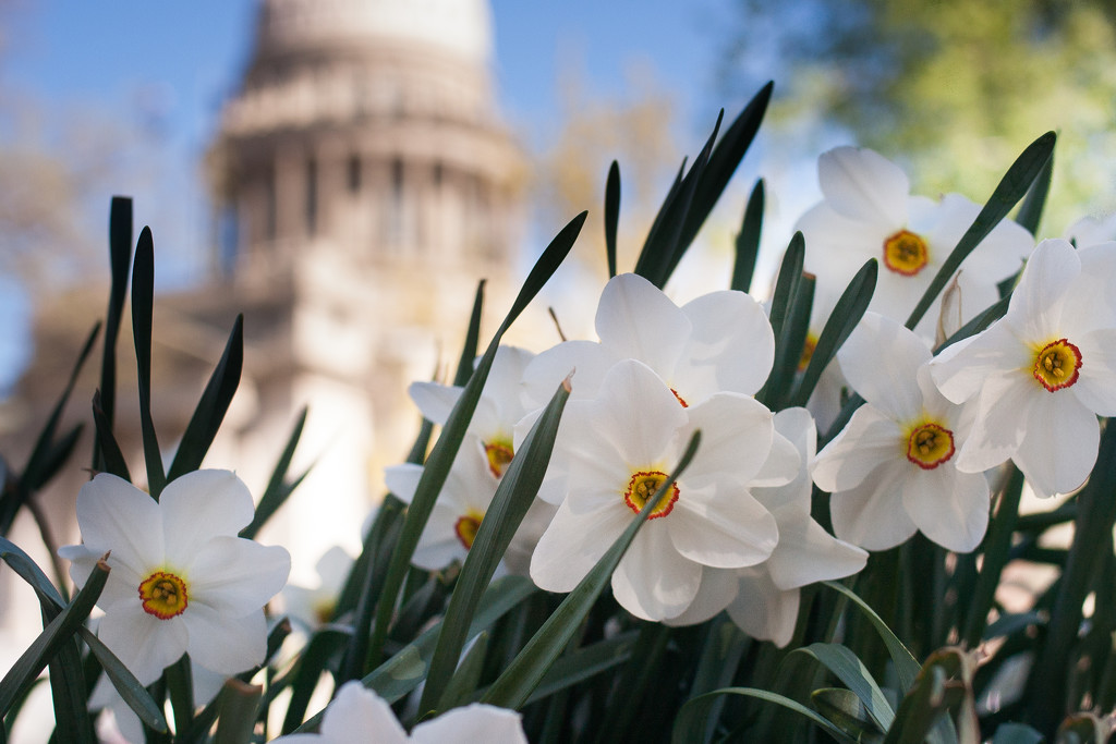 Blooms at the State Capitol by tina_mac