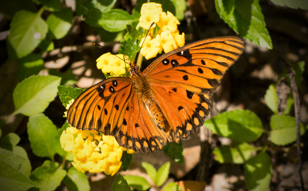 Gulf Fritillary Butterfly by rickster549