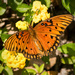 Gulf Fritillary Butterfly by rickster549