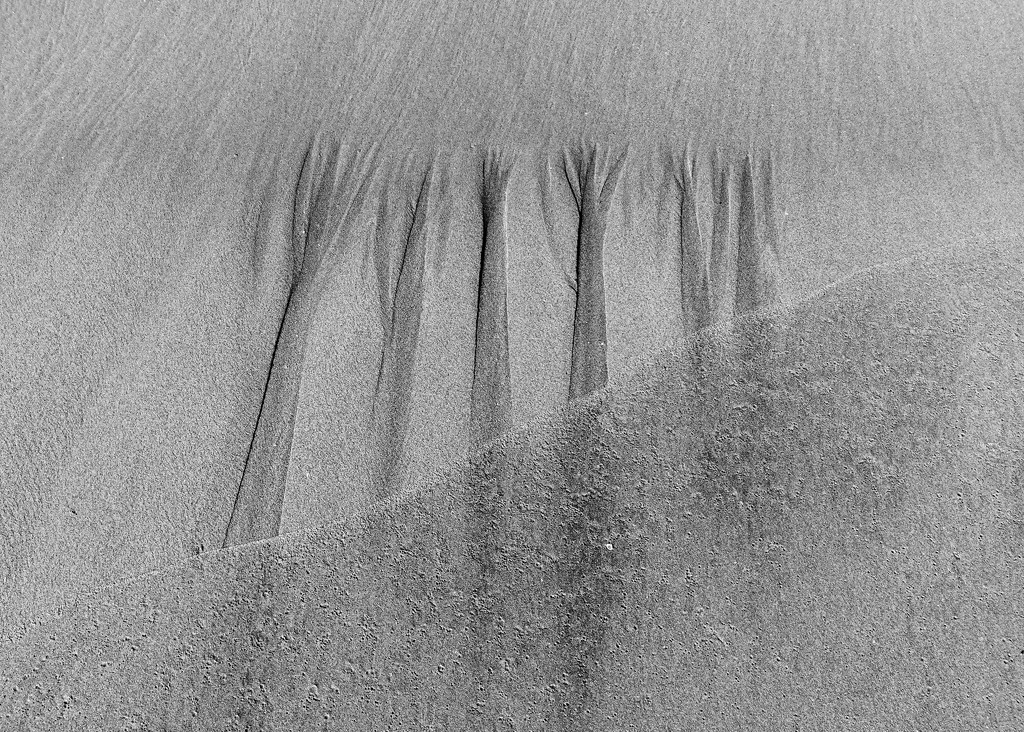Sand trees by brigette