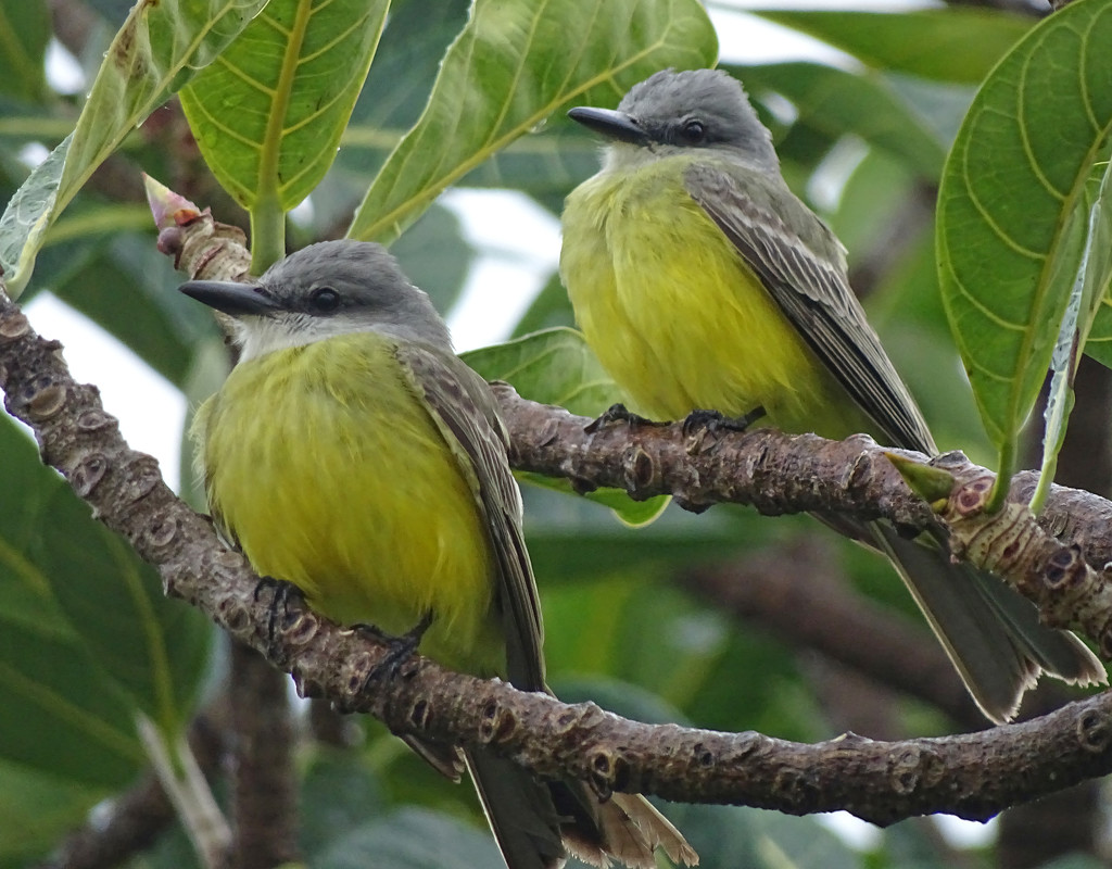 Tropical Kingbirds by annepann