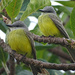 Tropical Kingbirds by annepann