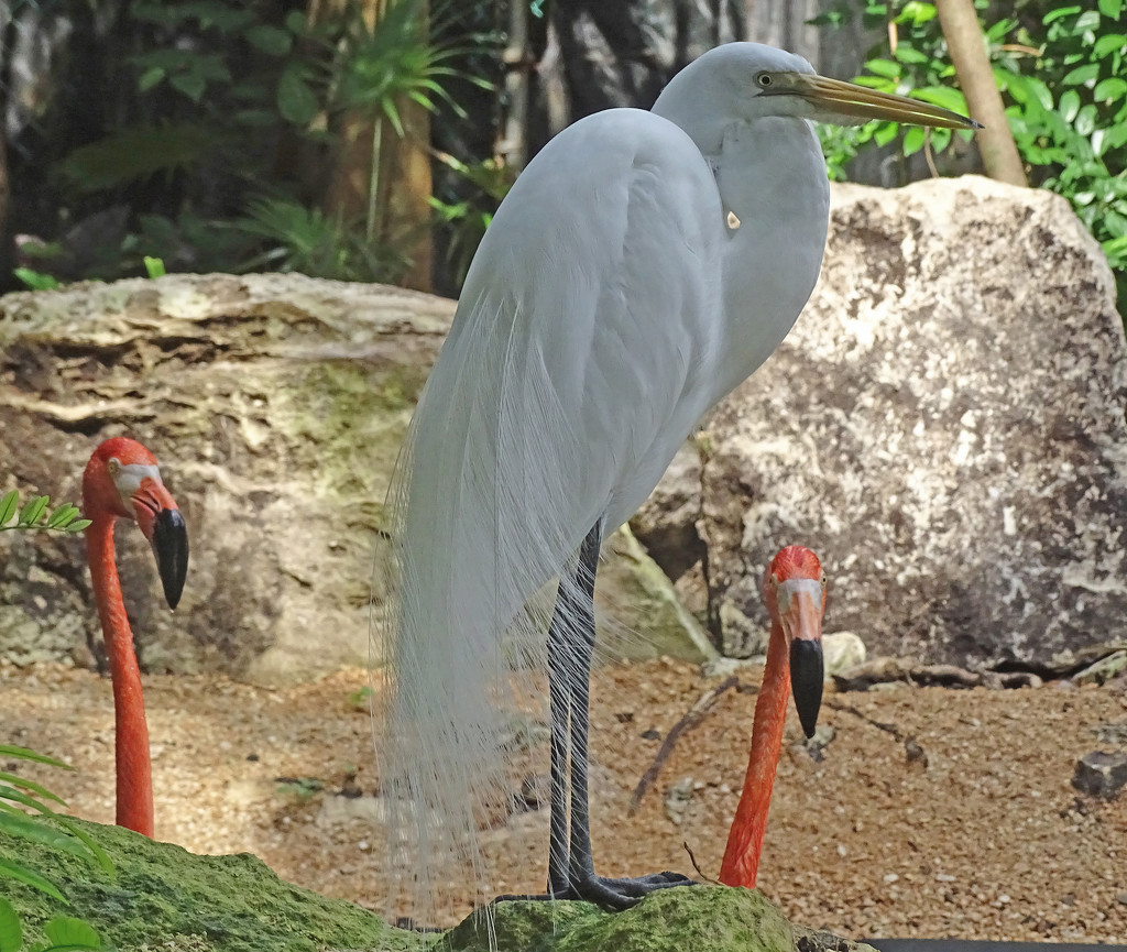 Great Egret by annepann