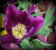 7th Apr 2016 - Purple tulip