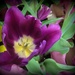 Purple tulip by homeschoolmom