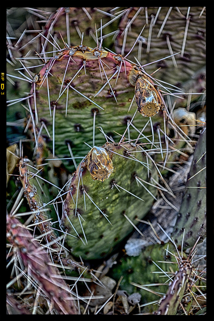 Grungy Cactus by jeffjones