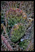 6th Apr 2016 - Grungy Cactus