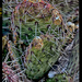 Grungy Cactus by jeffjones
