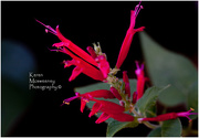 7th Apr 2016 - Red Salvia