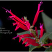 Red Salvia by kerenmcsweeney