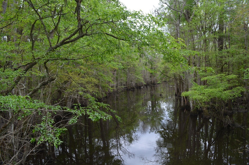 Beider Forest and Four Holes Swamp, Dorchester County, South Carolina by congaree