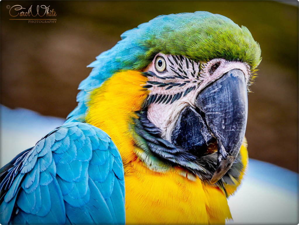 Rodney,The Macaw by carolmw