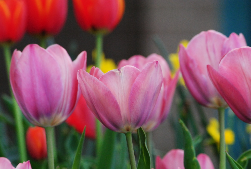 Tiptoe Through the Tulips With Me by genealogygenie