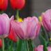 Tiptoe Through the Tulips With Me by genealogygenie