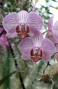 7th Apr 2016 - Orchid Angels