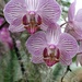 Orchid Angels by juliedduncan