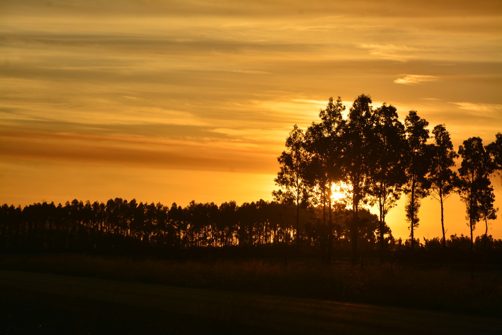 Sunset _DSC9125 by merrelyn
