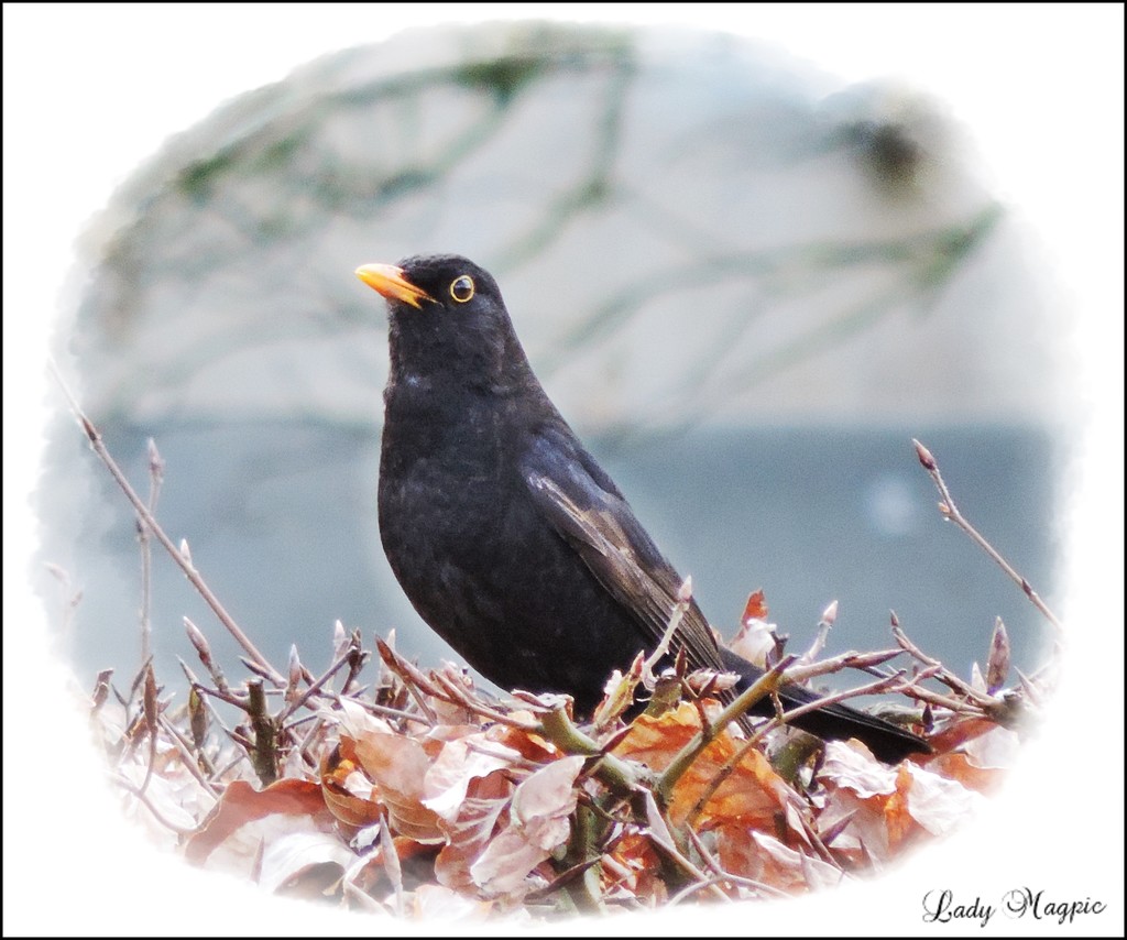 Blackbird on a Hedge by ladymagpie