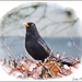 Blackbird on a Hedge by ladymagpie