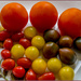 Tomatos  by pcoulson