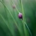 Shy Chive by pflaume