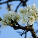 Pershore plum blossom by flowerfairyann