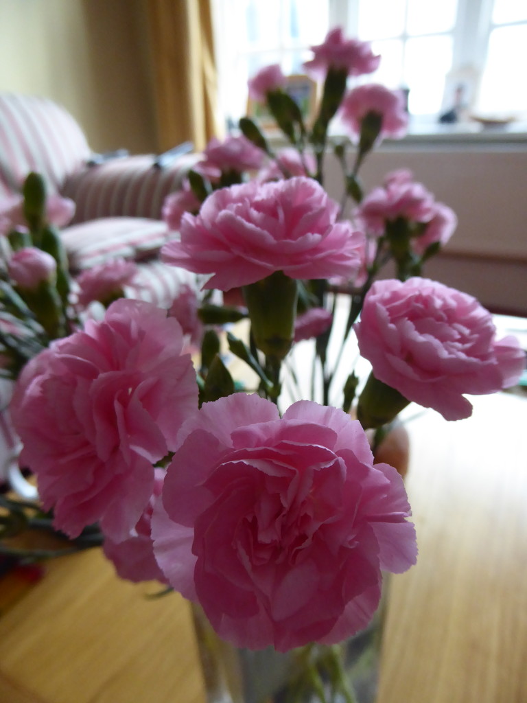 Carnations by cmp