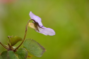 7th Apr 2016 - Sweet Violet - side view 