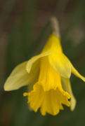 7th Apr 2016 - Spring's First Daffodil