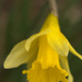 Spring's First Daffodil by jayberg