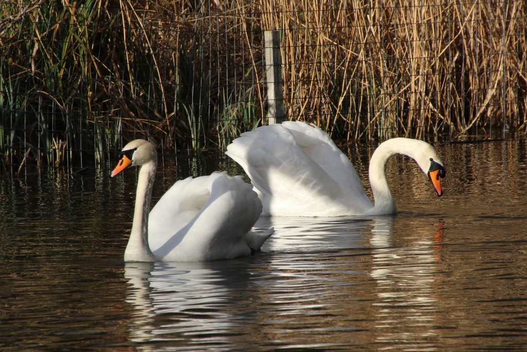 Swans by oldjosh