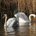 Swans by oldjosh