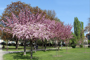 7th Apr 2016 - cherry tree in the Cherry park in the Cherry part of town