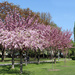cherry tree in the Cherry park in the Cherry part of town by cherrymartina