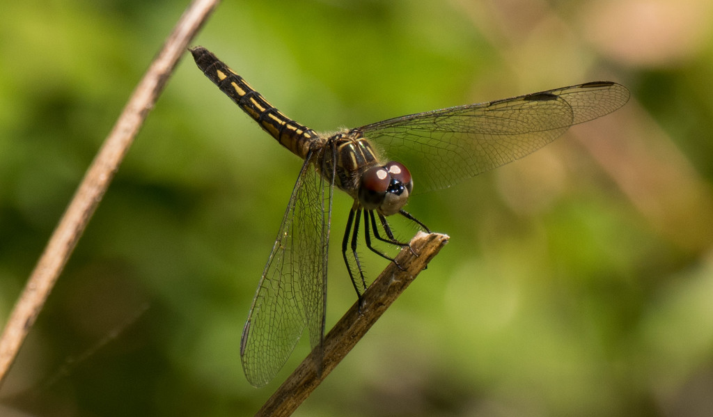 Dragonfly by rickster549