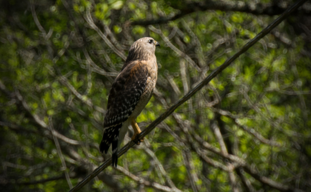 Solitary Red Shouldered Hawk! by rickster549