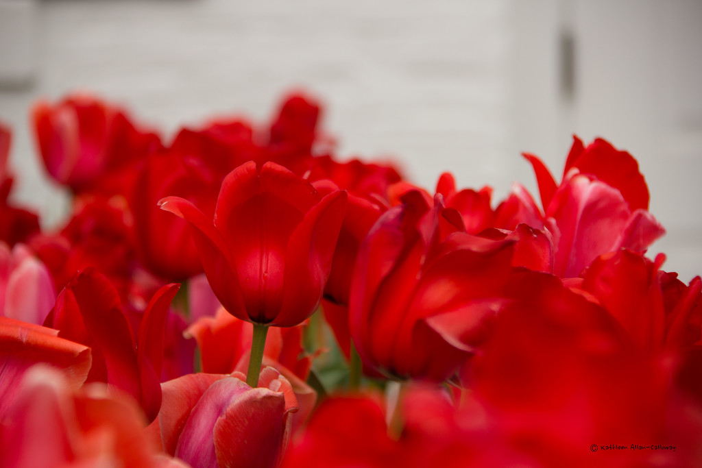 red tulips by randystreat