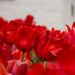 red tulips by randystreat