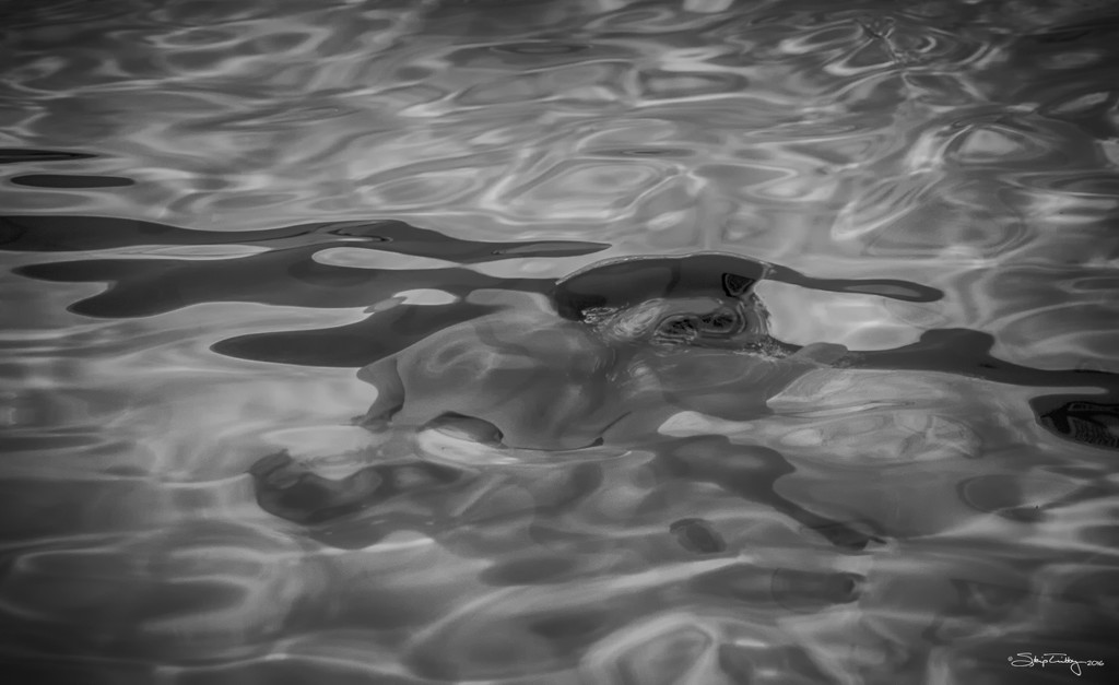 The Swimmer [B&W] by skipt07