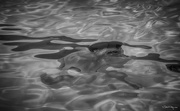 7th Apr 2016 - The Swimmer [B&W]